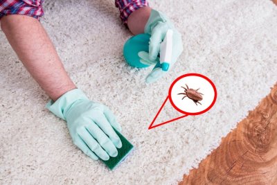 Carpet Flea